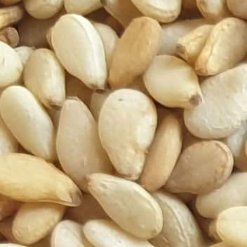 Sesame Seeds