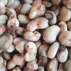 CASHEW NUTS - TOSK Global Ventures