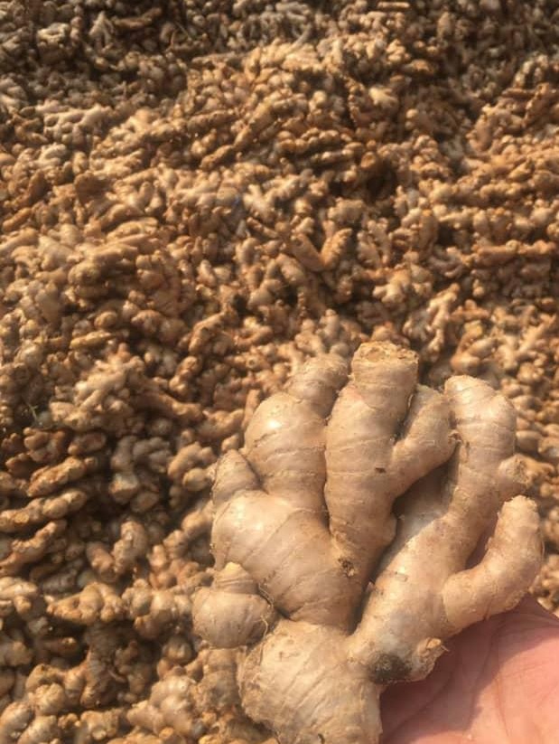 Fresh-Ginger-TOSK-Global-Ventures.jpg