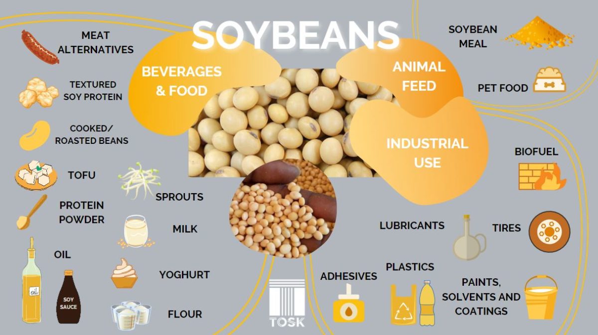 SOYBEANS - Healthy Meals and Biofuels – Uses Across Industries - TOSK  Global Ventures